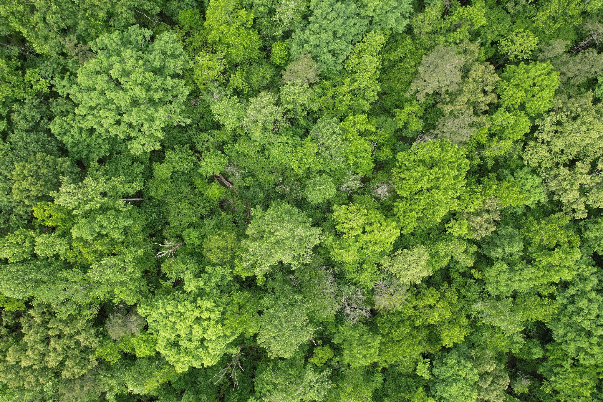 0 Murphy Hollow Road Trenton, GA 30752 - Photo 12 of 15 a view of a lush green forest with a tree
