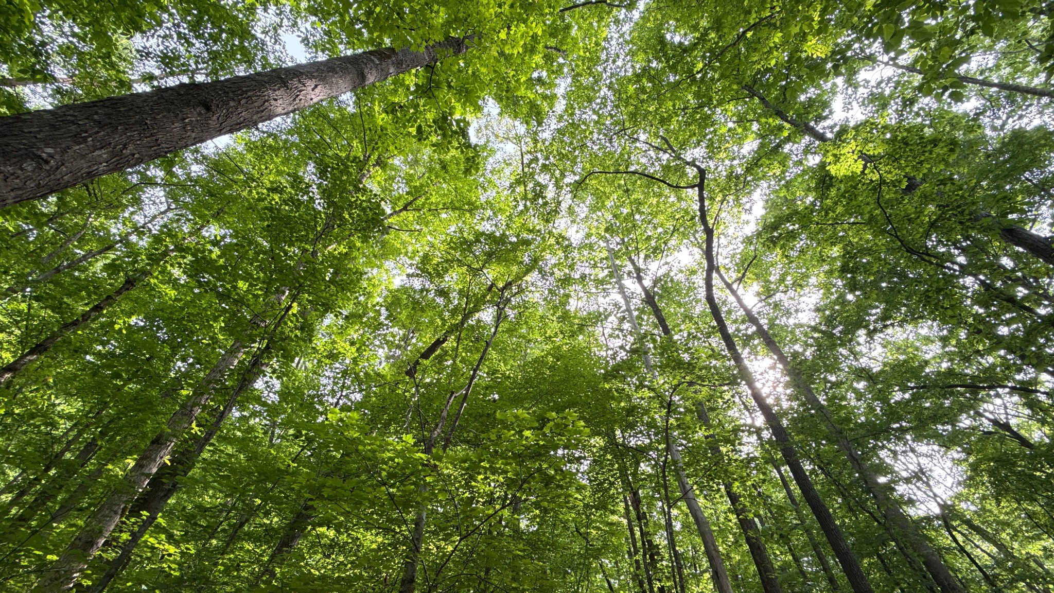 0 Murphy Hollow Road Trenton, GA 30752 - Photo 13 of 15 a view of a lush green forest