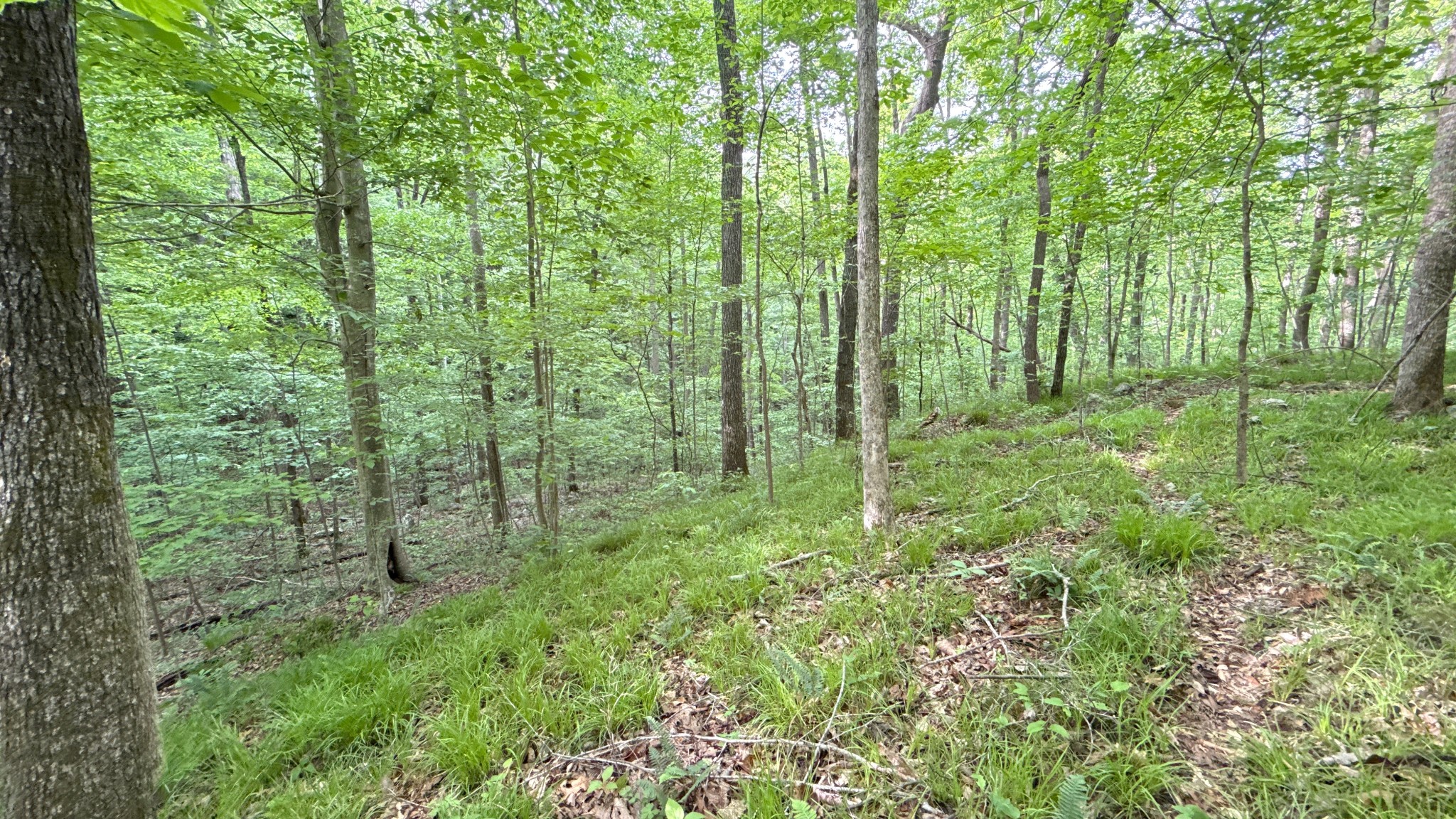 0 Murphy Hollow Road Trenton, GA 30752 - Photo 15 of 15 a view of a lush green forest