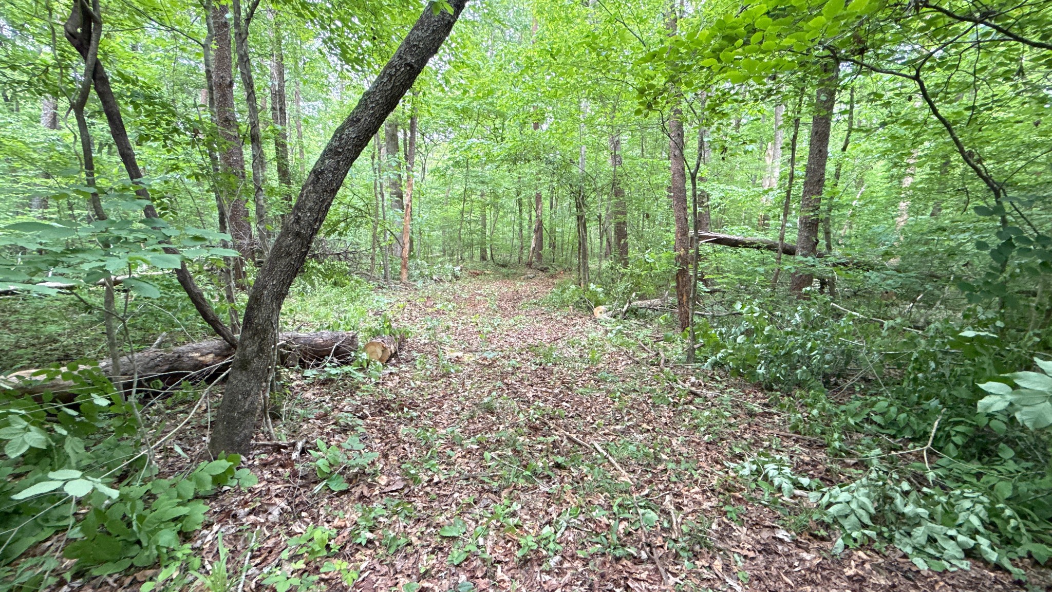 0 Murphy Hollow Road Trenton, GA 30752 - Photo 4 of 15 a view of a forest with trees