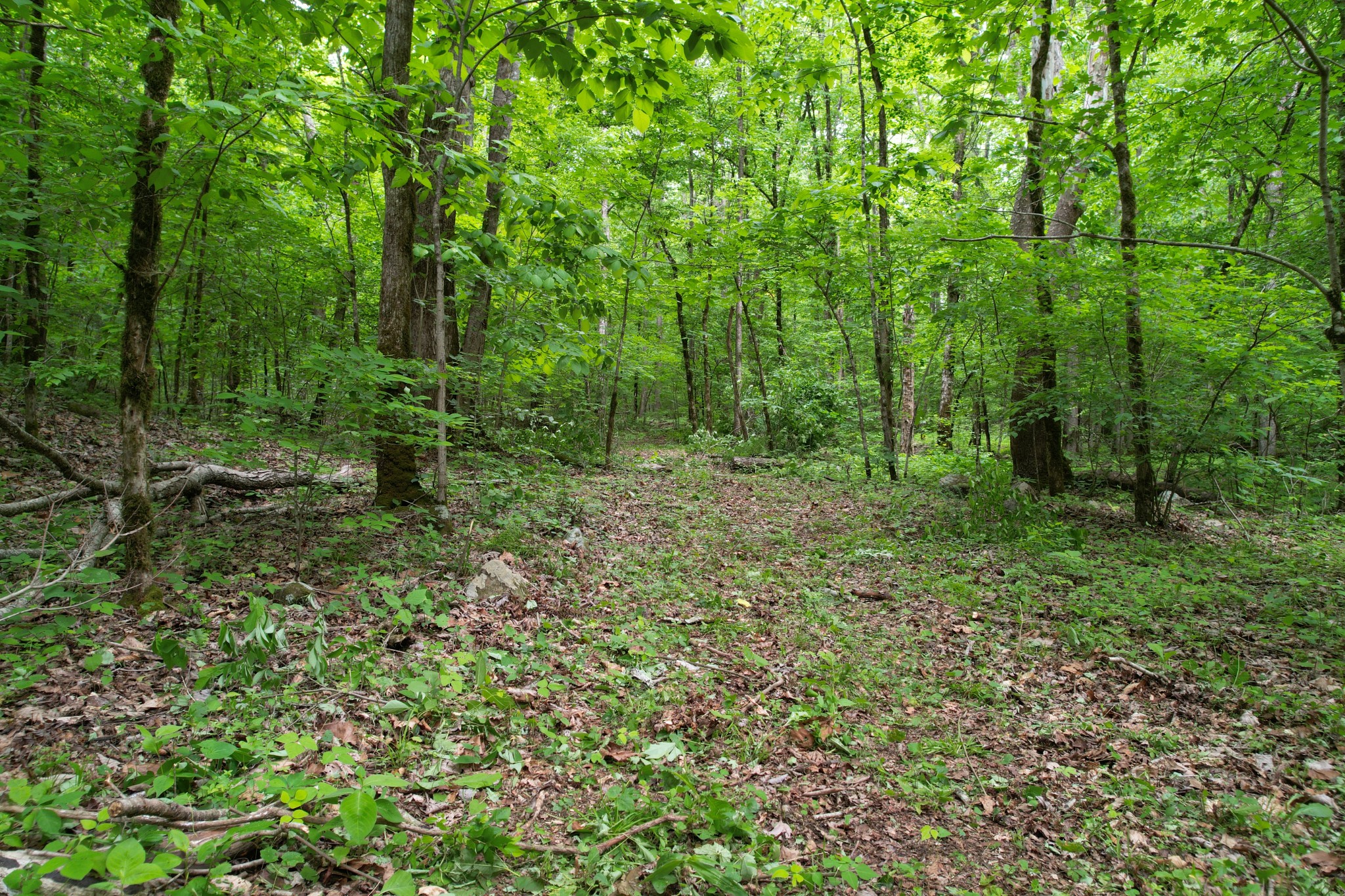 0 Murphy Hollow Road Trenton, GA 30752 - Photo 6 of 15 a view of outdoor space and green space