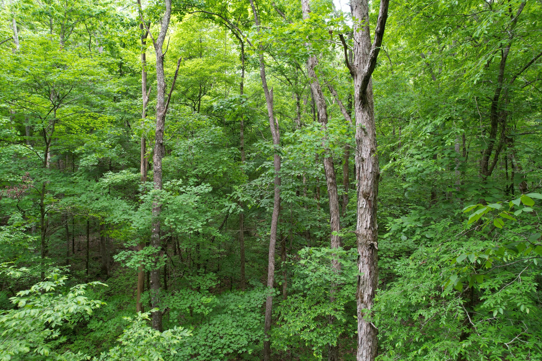0 Murphy Hollow Road Trenton, GA 30752 - Photo 7 of 15 a view of a forest with trees