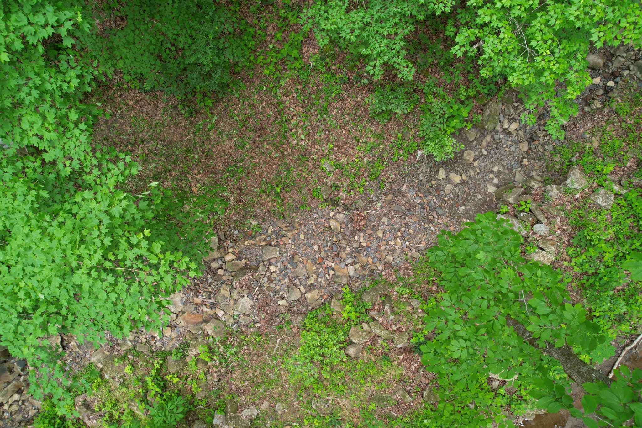 0 Murphy Hollow Road Trenton, GA 30752 - Photo 8 of 15 a view of a yard with plants and trees