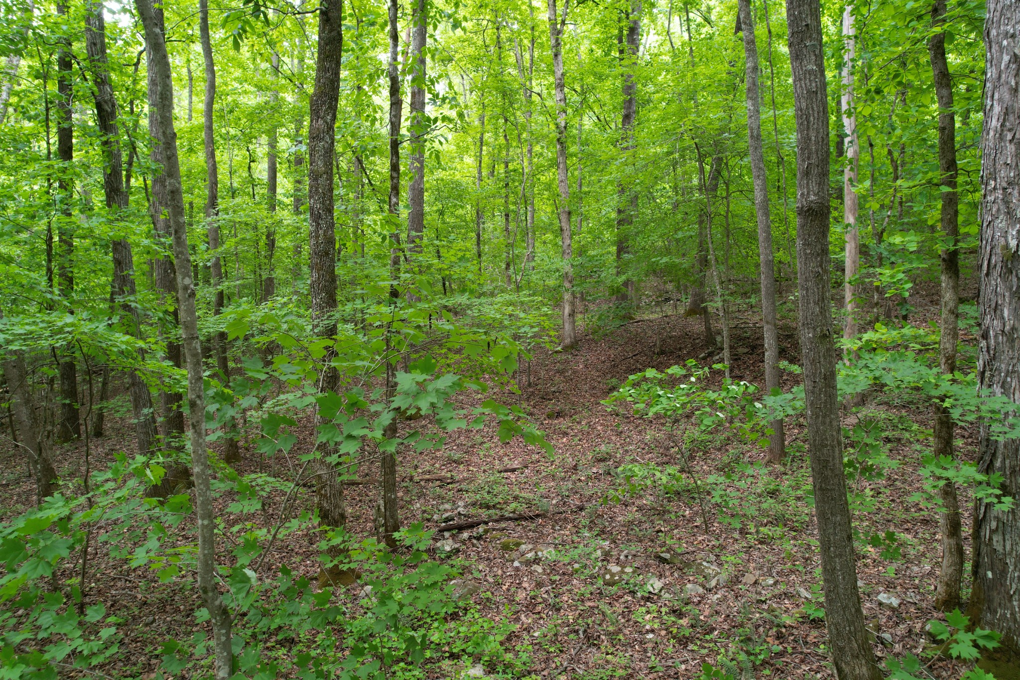 0 Murphy Hollow Road Trenton, GA 30752 - Photo 9 of 15 a view of a garden
