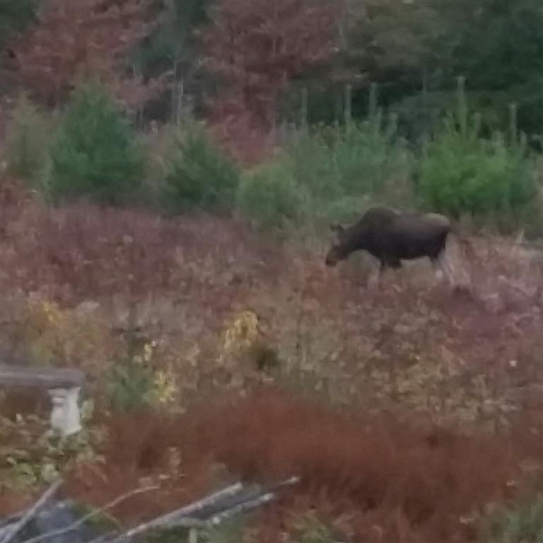 260 Whiteface Road Sandwich, NH 03259 - Photo 17 of 40