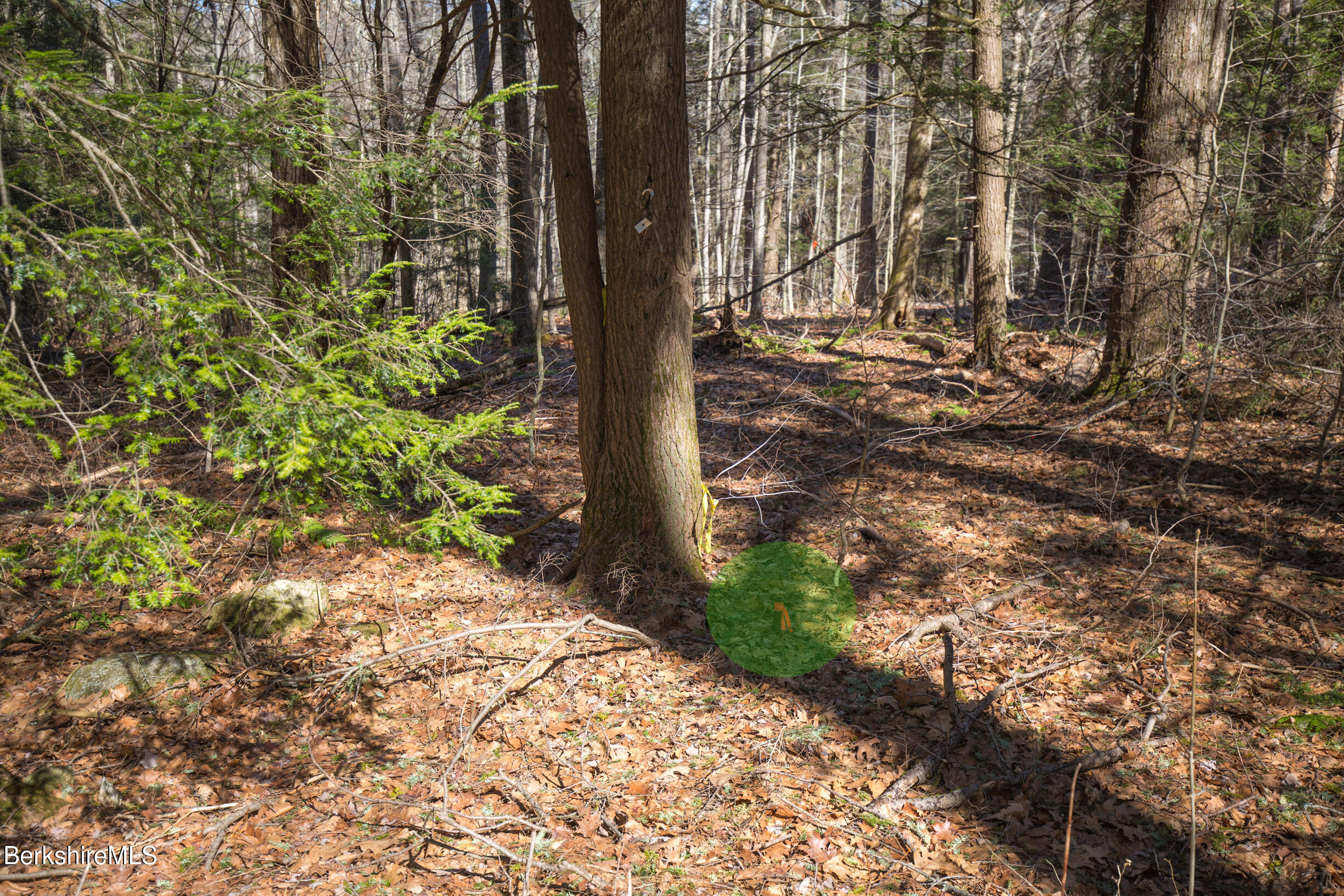 0 Hemlock Road Tyringham, MA 01264 - Photo 8 of 11 a view of a yard with plants and trees