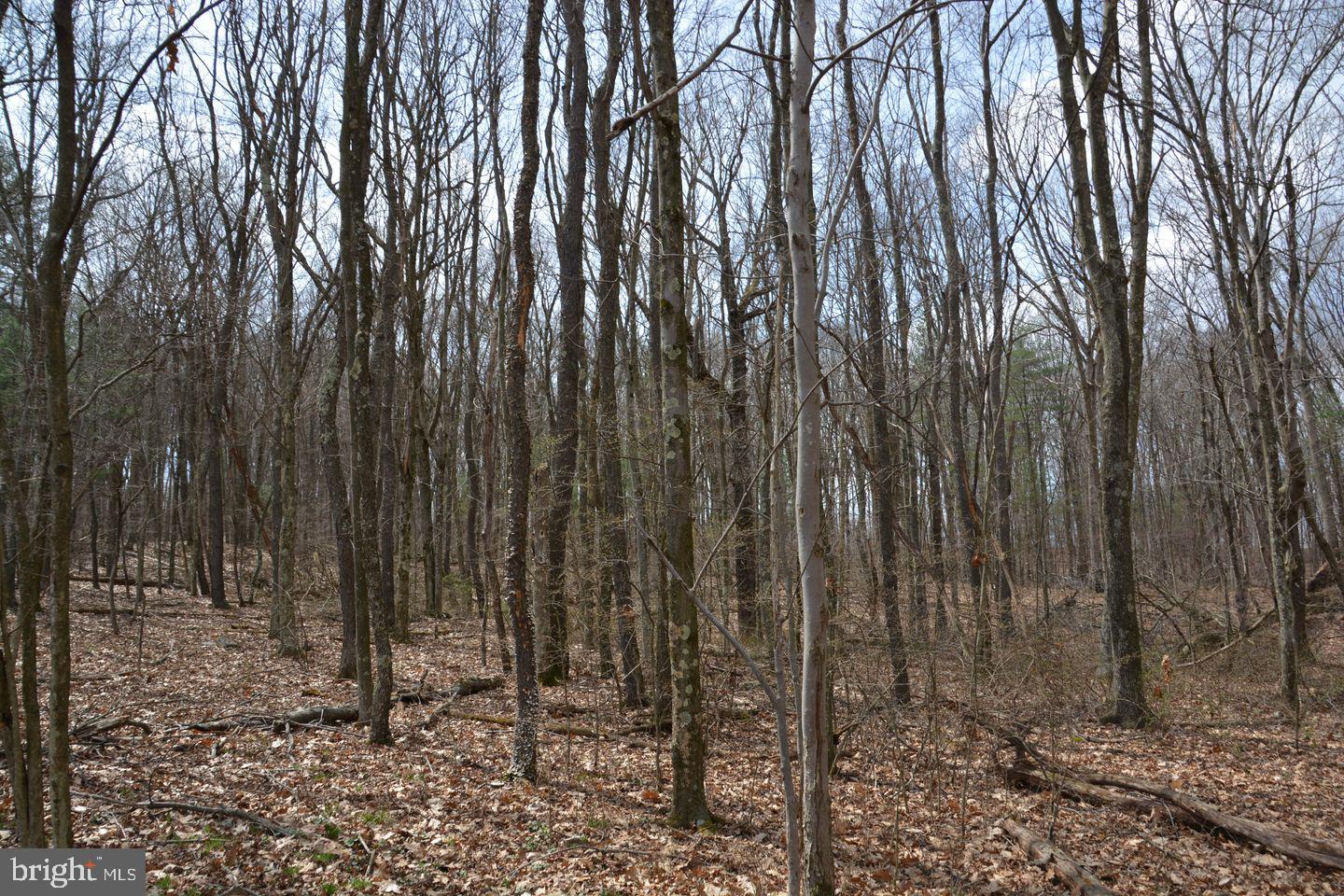 Akers Road Clearville, PA 15535 - Photo 5 of 30 a view of a backyard with trees