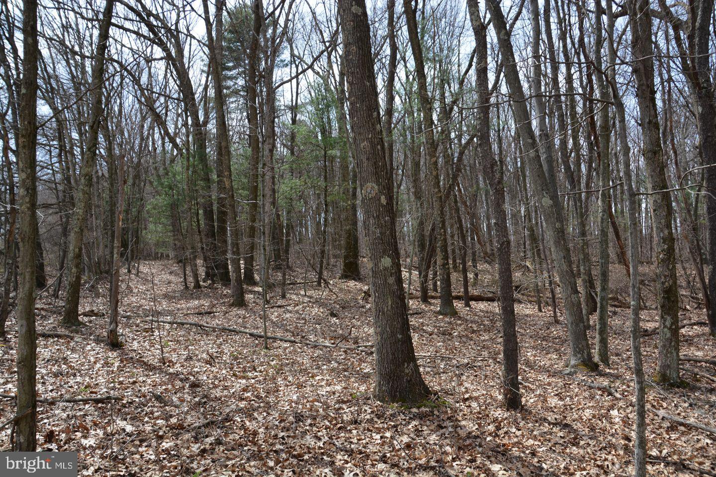 Akers Road Clearville, PA 15535 - Photo 7 of 30 a view of a covered with trees