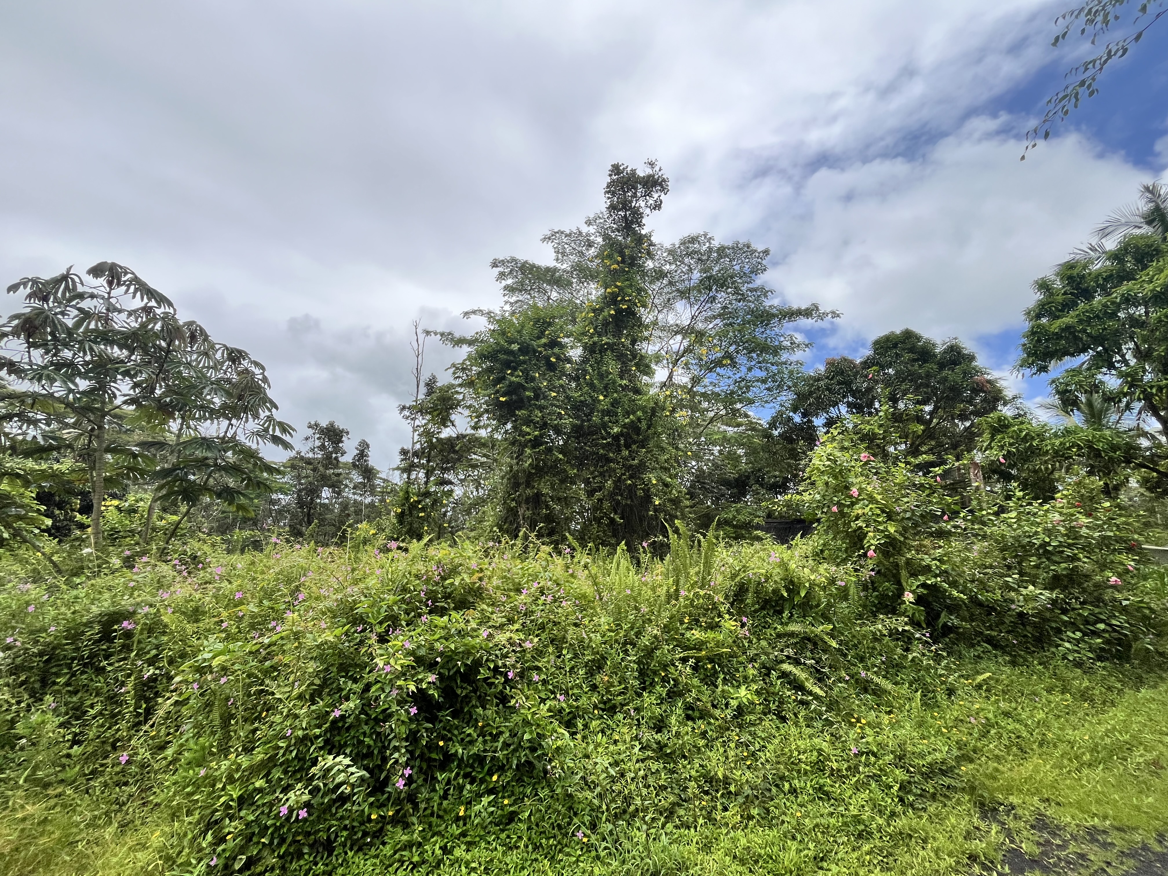 146 Lehua Road Pahoa, HI 96778 - Photo 1 of 6 a view of a garden with plants and trees