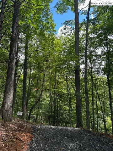 a view of a forest with trees