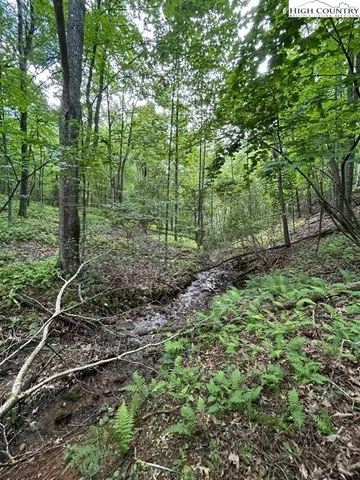 a view of a forest with trees