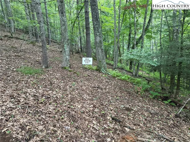 a view of a forest with trees