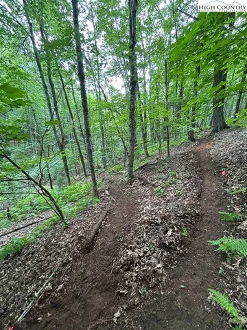 a view of a forest that has large trees