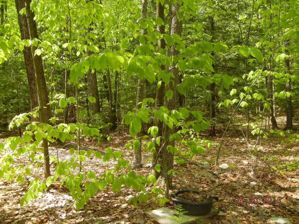 3 Wells Village Road Sandown, NH 03873 - Photo 9 of 14