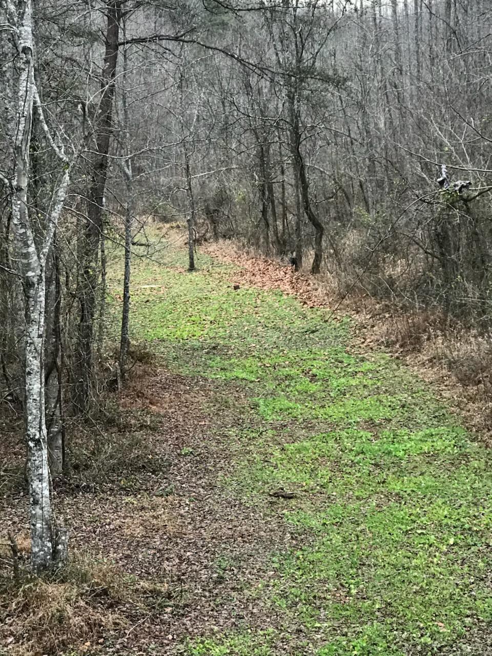 2240 Teges Creek Road Manchester, KY 40962 - Photo 52 of 59 46102