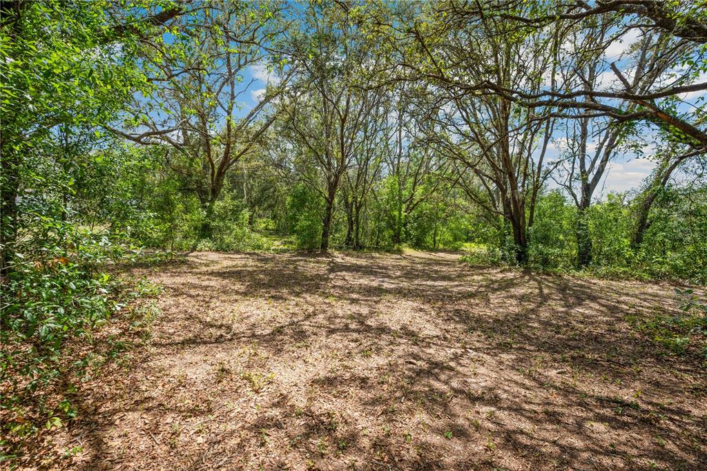 4131 Burwell Road Webster, FL 33597 - Photo 47 of 61 a view of outdoor space with large trees