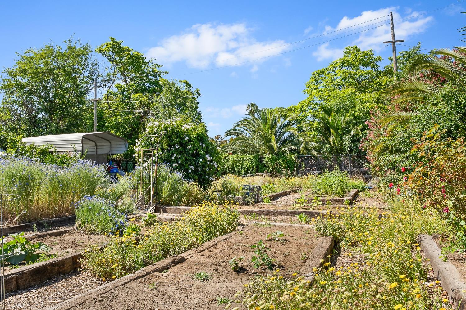 6837 Rio Linda Boulevard Rio Linda, CA 95673 - Photo 19 of 51 a view of a yard with plants