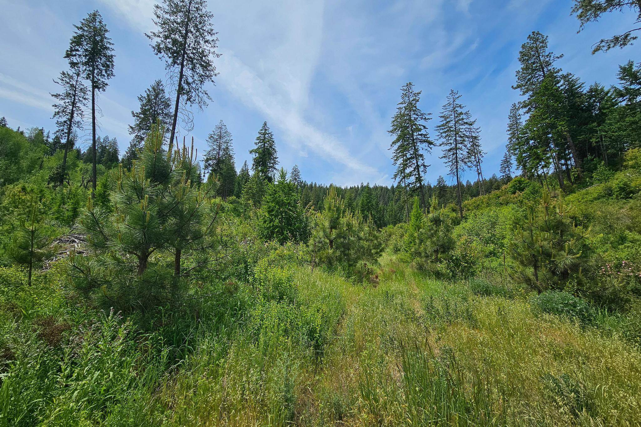 Nna Silver Creek Road Inchelium, WA 99138 - Photo 5 of 40 Gallery Image 5