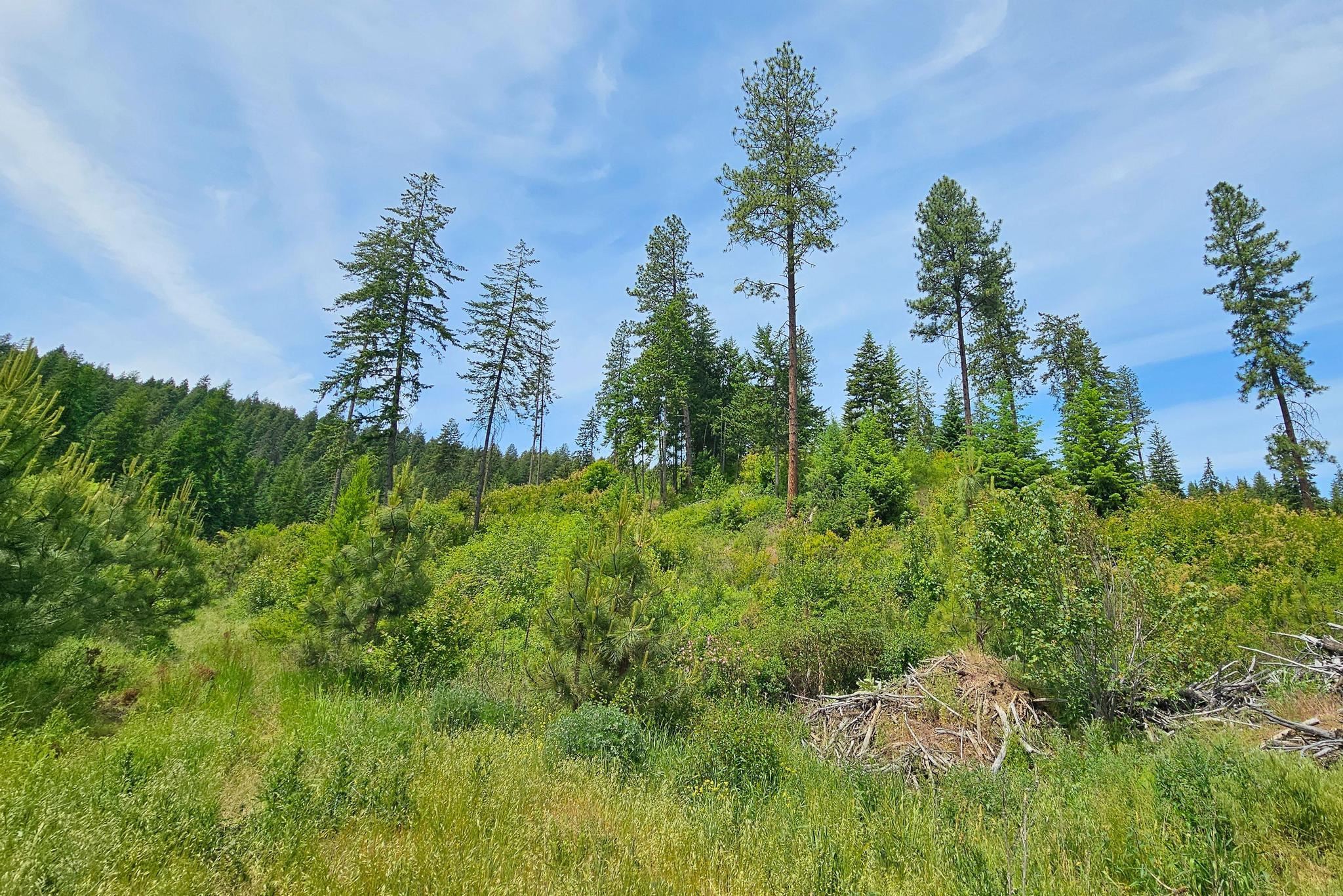 Nna Silver Creek Road Inchelium, WA 99138 - Photo 6 of 40 Gallery Image 6
