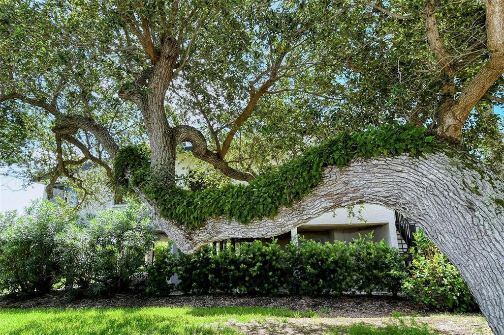 6285 Midnight Pass Road, Unit 403 Sarasota, FL 34242 - Photo 31 of 51 view of a yard with plants and large trees