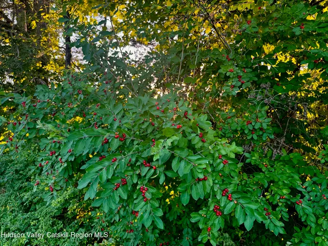 a view of outdoor space and trees