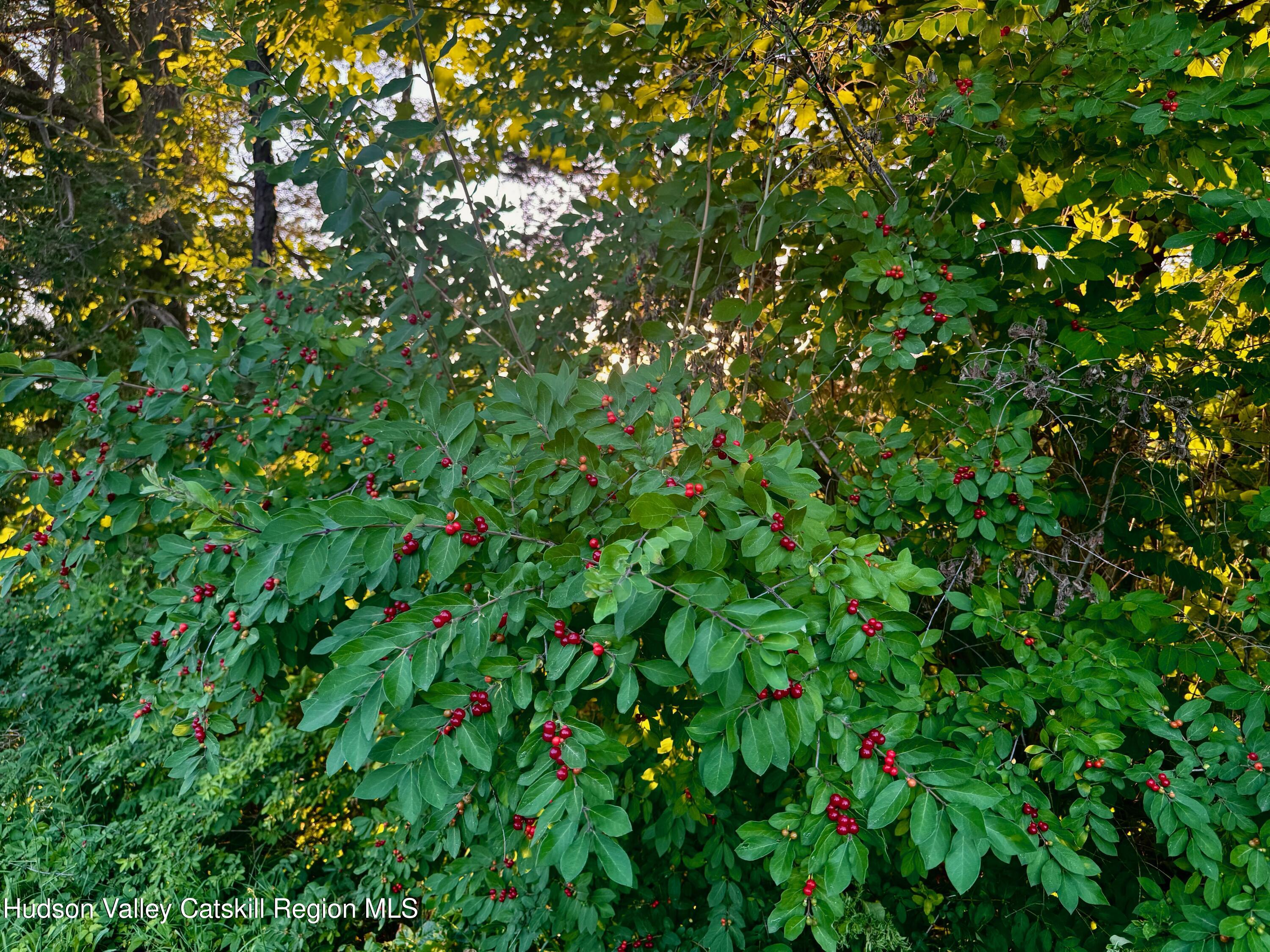 Lot 7 Stickles Road Hudson, NY 12534 - Photo 11 of 13