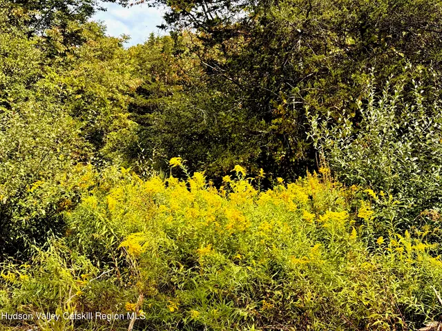 a view of a large yard
