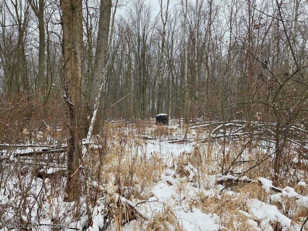 0 Hadley Road Decker, MI 48426 - Photo 9 of 18