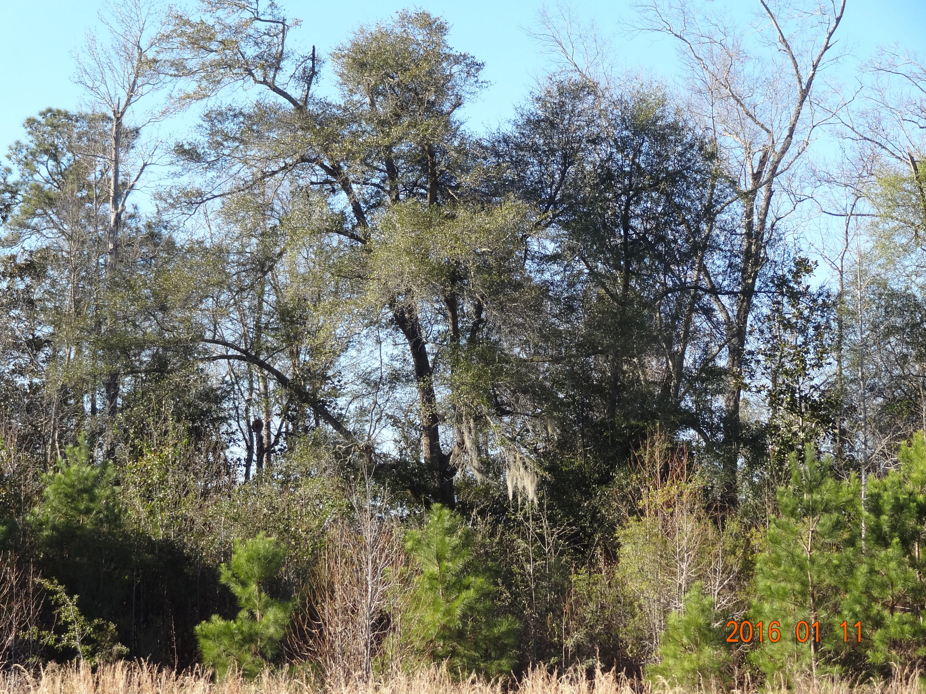 5547 Mt Carmel Road Walterboro, SC 29488 - Photo 8 of 14 DSC04909