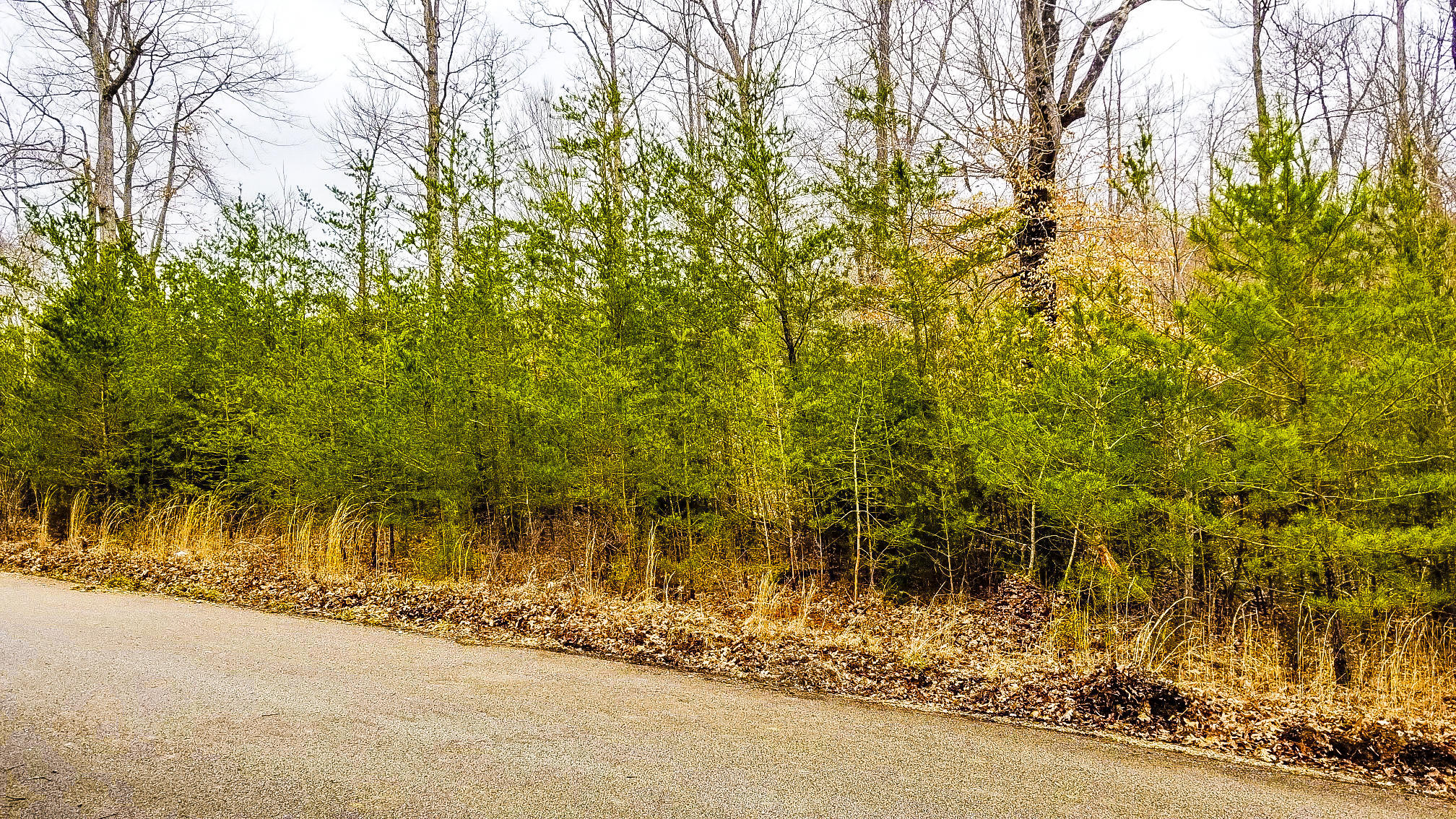 0 Pl Colyer Road Somerset, KY 42501 - Photo 4 of 7 PSX_20190315_045141