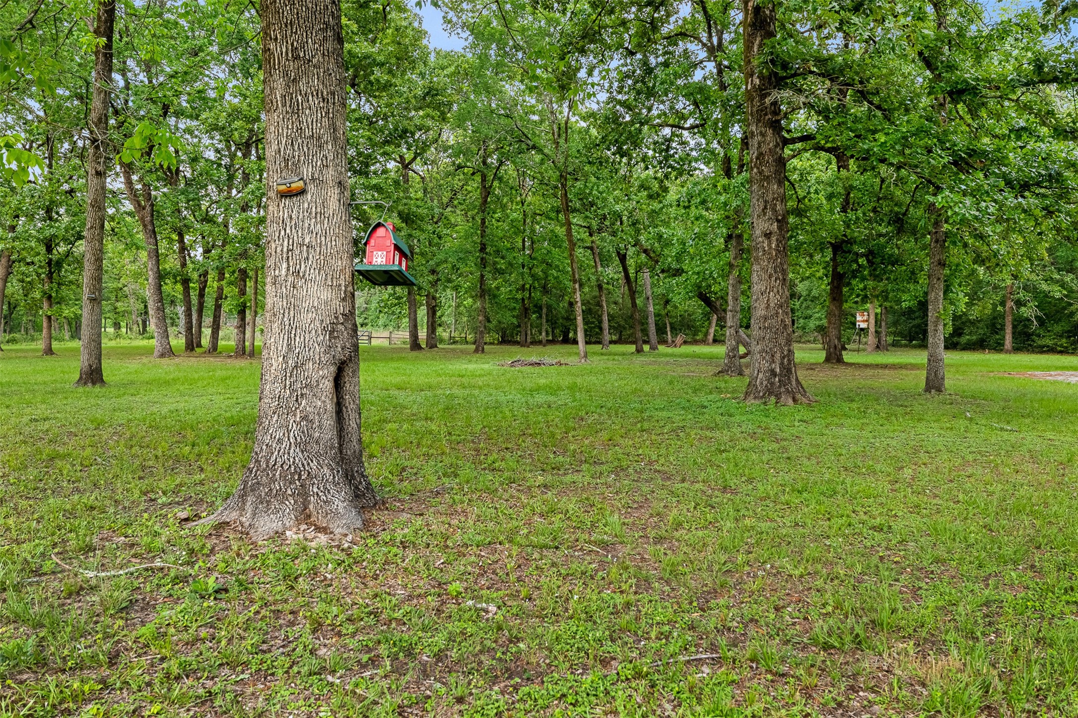 439 Lakeview Harbor Onalaska, TX 77360 - Photo 32 of 43 Enough space in the backyard to enjoy the wildlife.