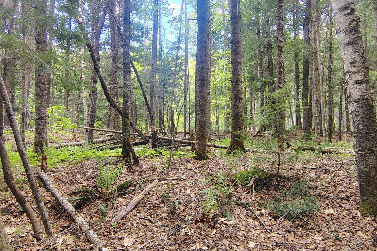 463 Clover Mill Road Farmington, ME 04938 - Photo 40 of 44 Woods
