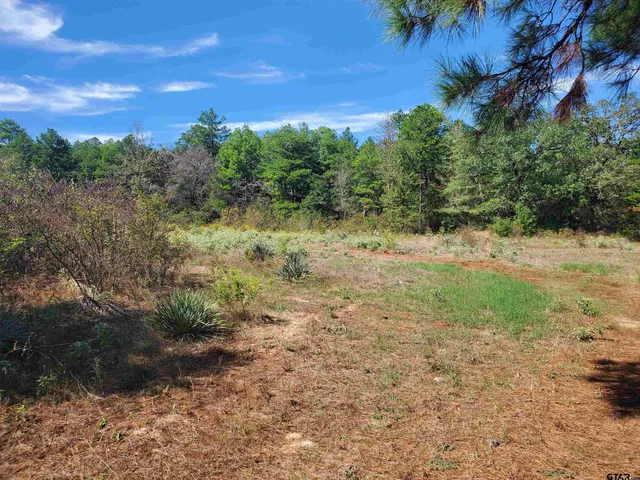 a view of a yard with plants and a bench