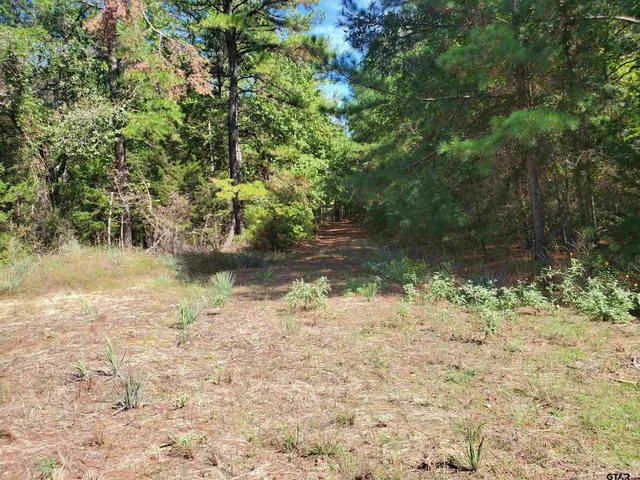 a view of a yard with plants and trees