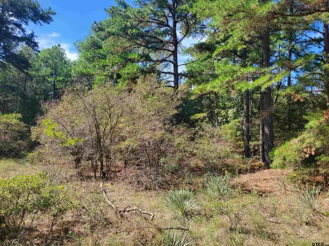 a view of a plants with large trees