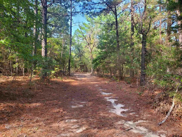 a view of a forest with trees in the background