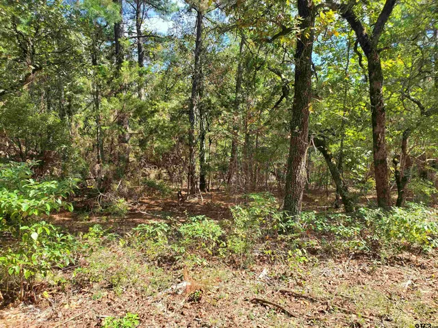 a view of a yard with plants and trees