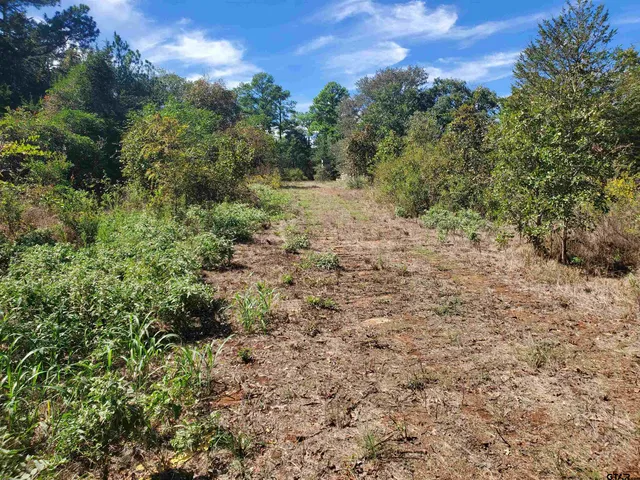 a view of a forest with trees in the background
