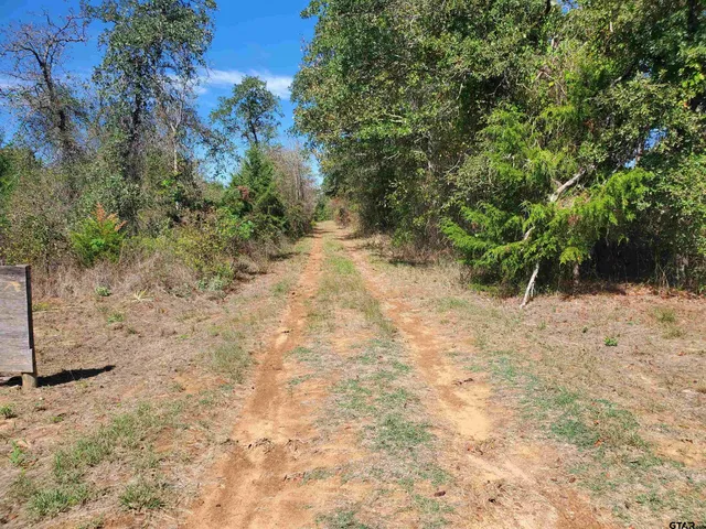 a view of a yard with plants and trees