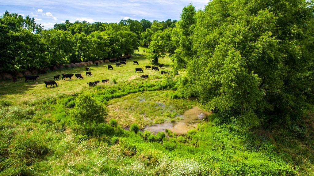 2251 Sugar Ridge Road Spring Hill, TN 37174 - Photo 14 of 18 a view of a garden with a flower