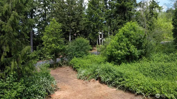 a view of a lush green forest