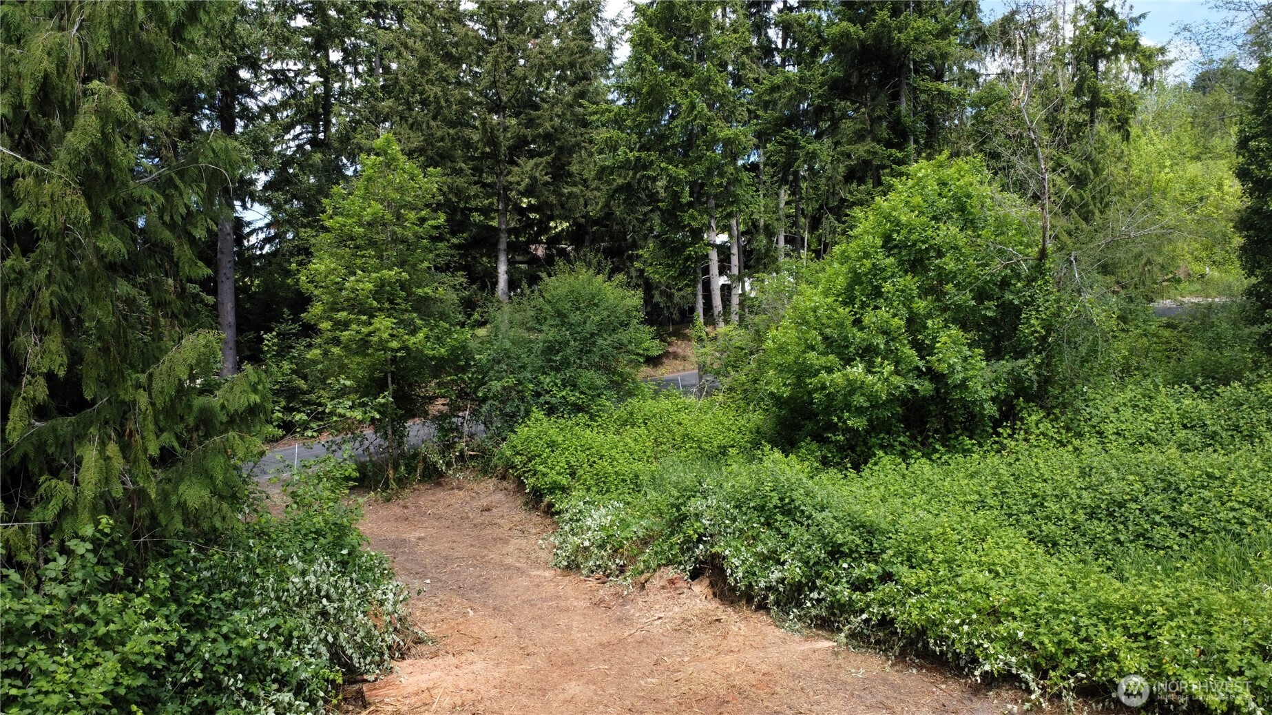 118 Tillicum Drive Chehalis, WA 98532 - Photo 11 of 21 a view of a lush green forest
