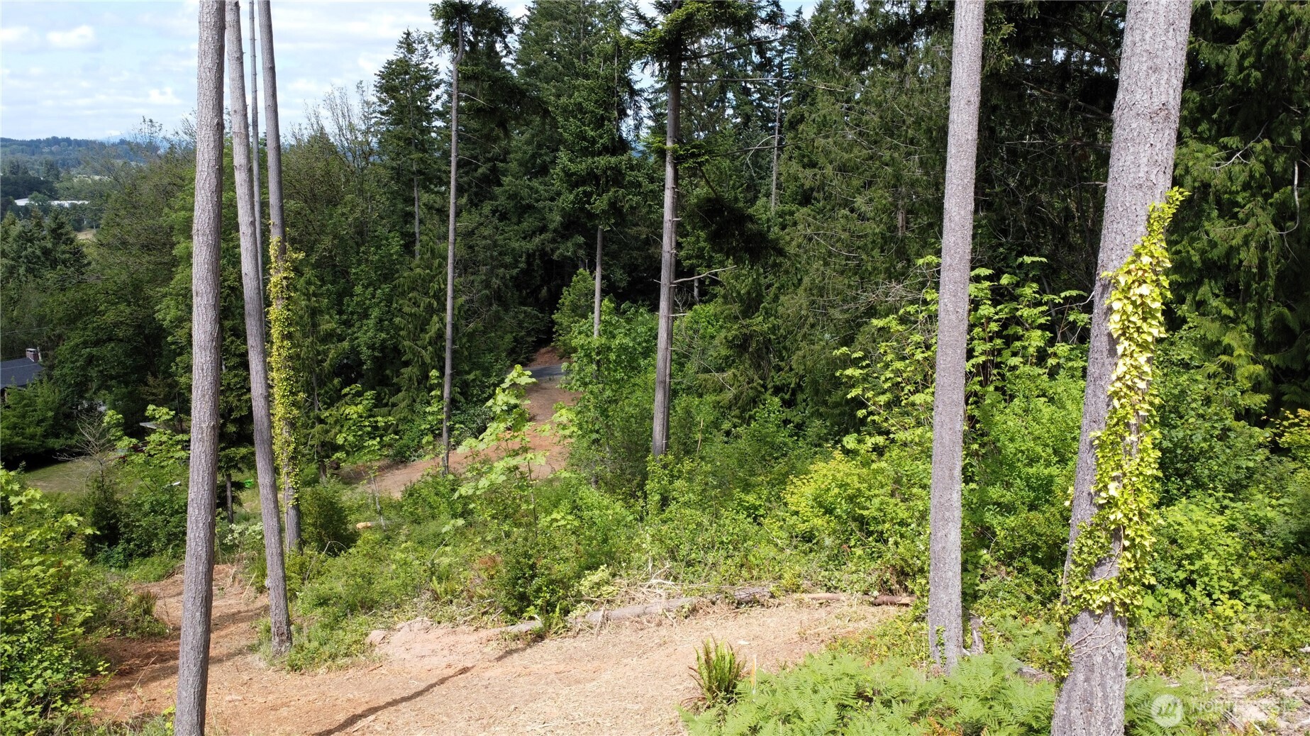118 Tillicum Drive Chehalis, WA 98532 - Photo 18 of 21 a view of a forest with a tree