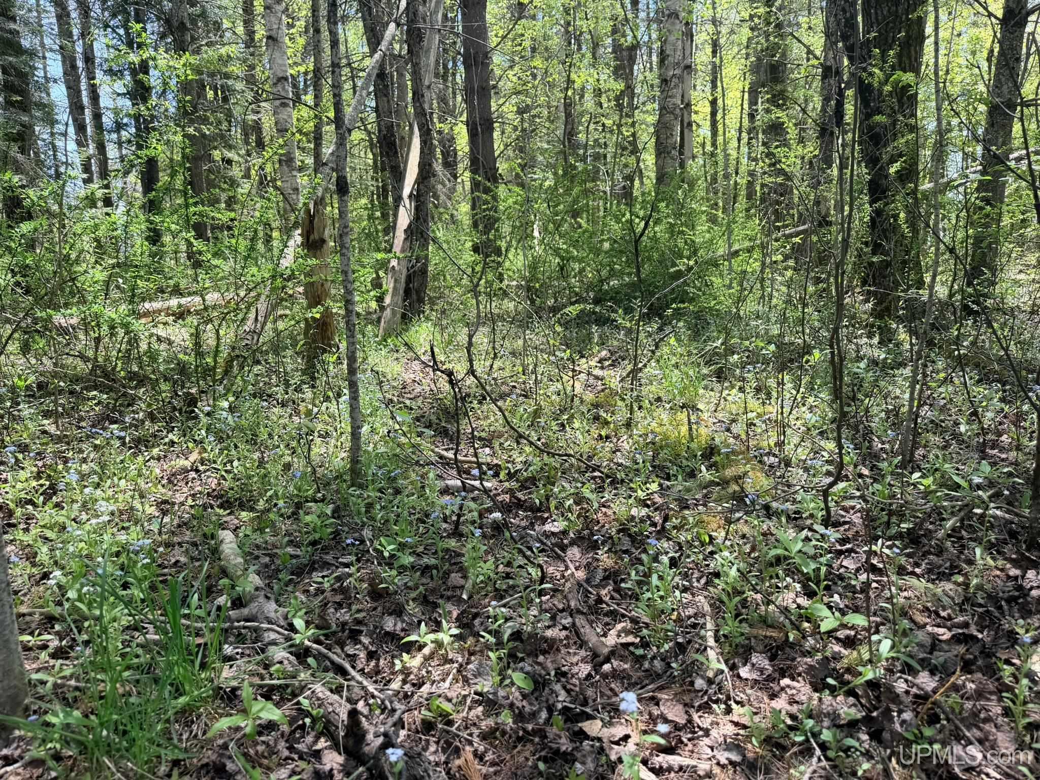 Tbd Pine Ridge Road Manistique, MI 49854 - Photo 16 of 20