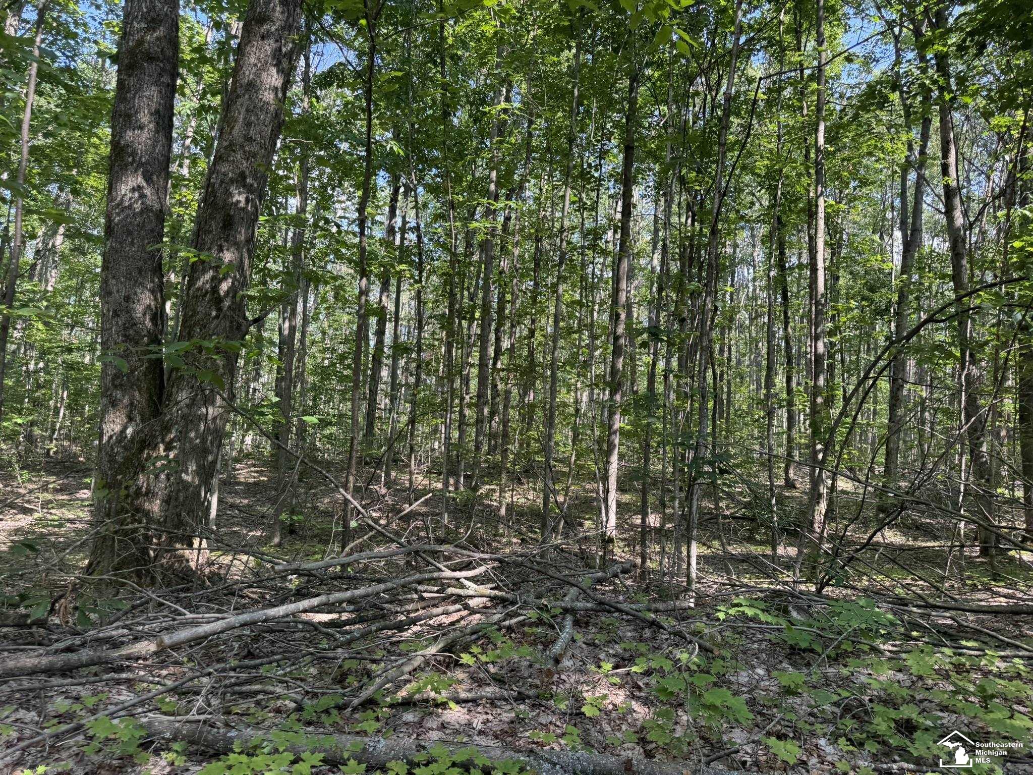 0 Hayes Tower Road Gaylord, MI 49735 - Photo 13 of 14