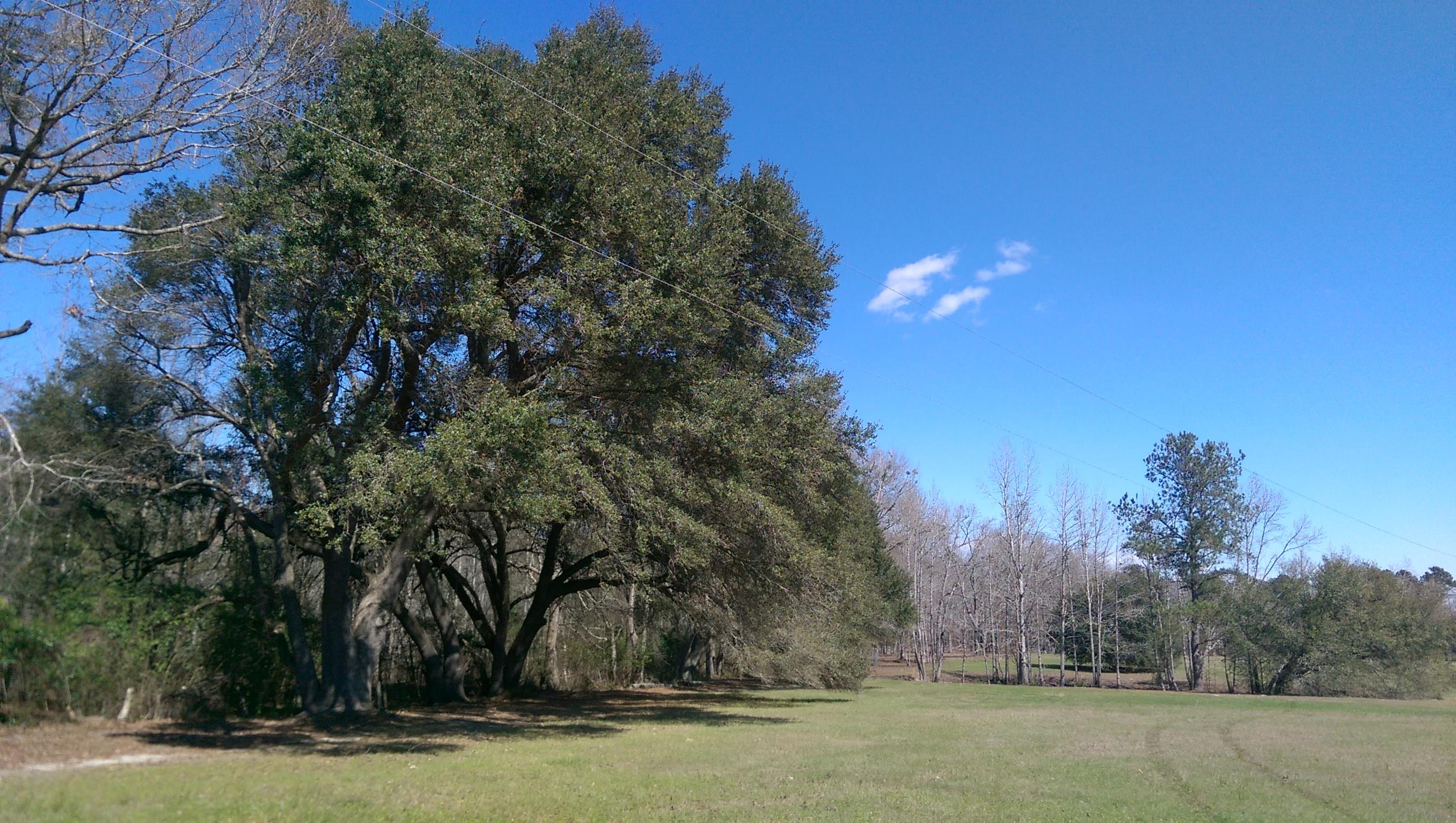 1823 Tee Vee Road Elloree, SC 29047 - Photo 21 of 21 IMAG4867
