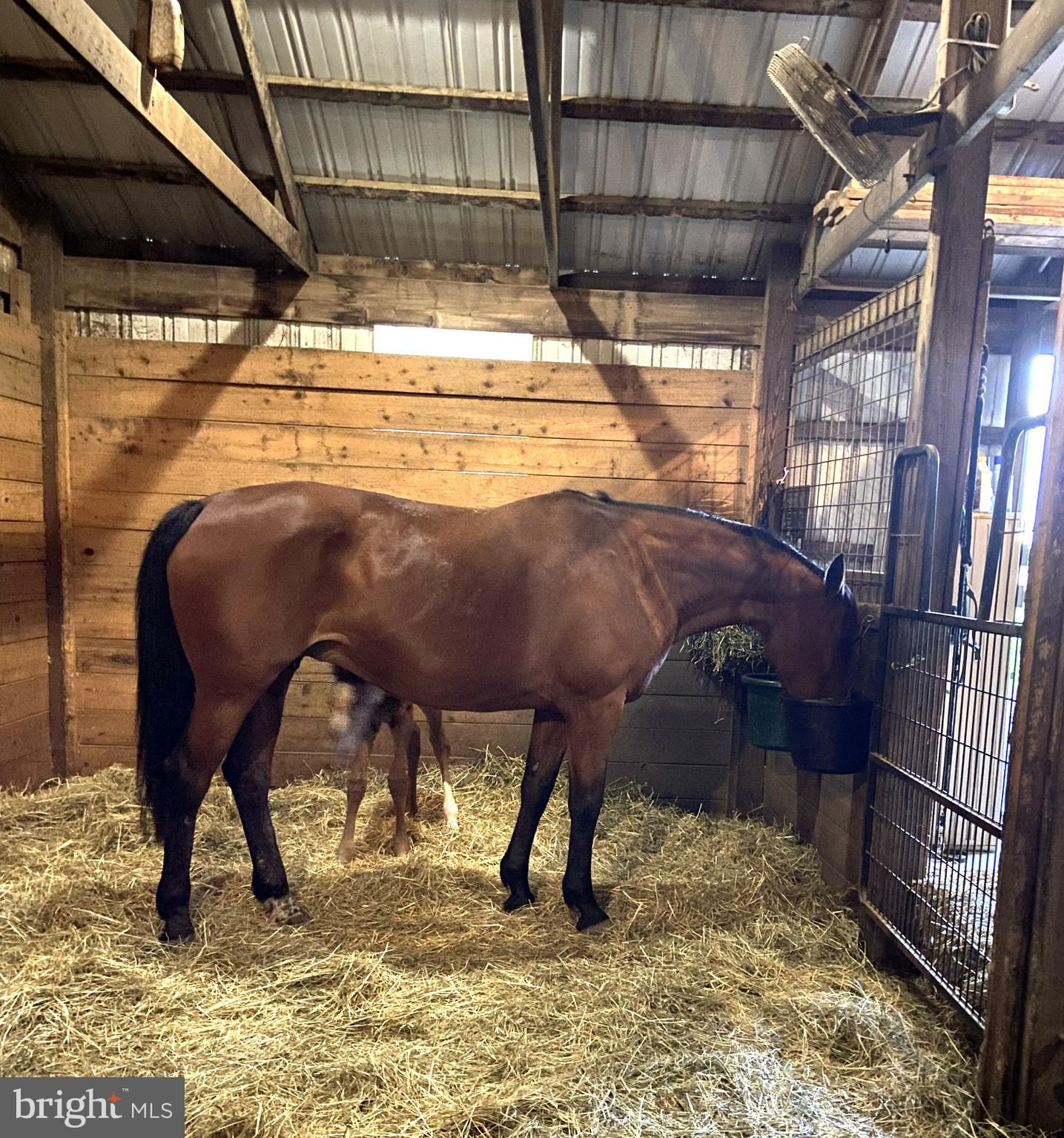 12397 Ridgely Road Ridgely, MD 21660 - Photo 33 of 62 Two Stalls may be combined for a foaling Stall