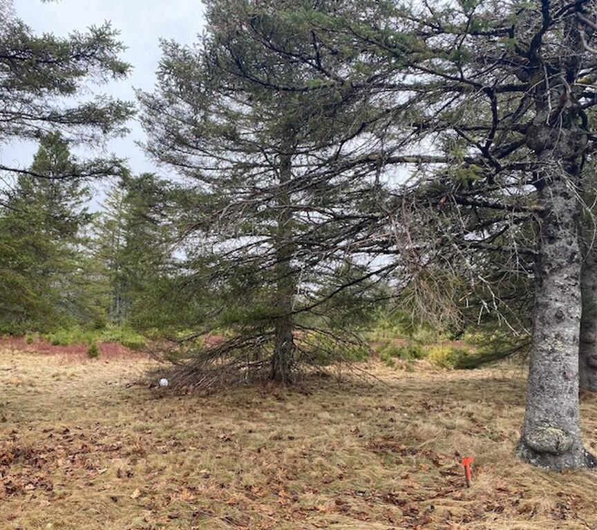 Lot 5 Copeland Hill Road Holden, ME 04429 - Photo 2 of 6 IMG_8569 (Copy)