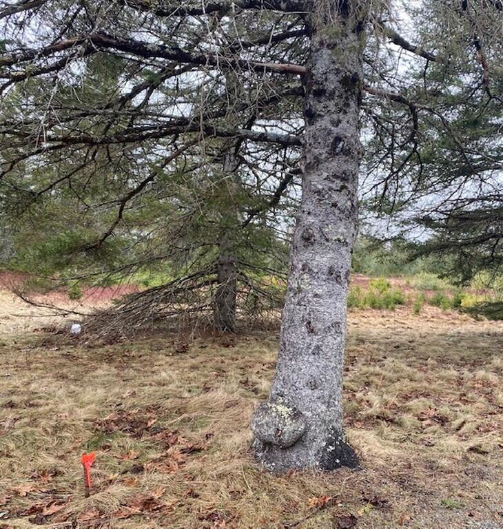 Lot 5 Copeland Hill Road Holden, ME 04429 - Photo 3 of 6 IMG_8567 (Copy)