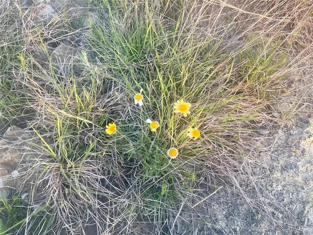 a plant that is in front of a tree
